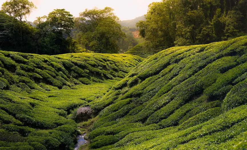Discover the Enchanting Cameron Highlands, Malaysia 1336