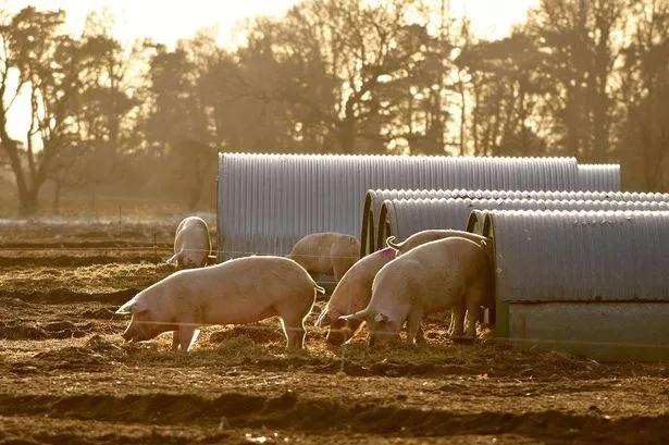 Cranswick upbeat thanks to better than expected trading across first half