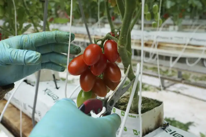 Get ready for more processed tomatoes from California and Florida after 17% tariff on Mexico’s fresh produce